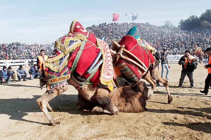 camel-wrestling-festival-turkey