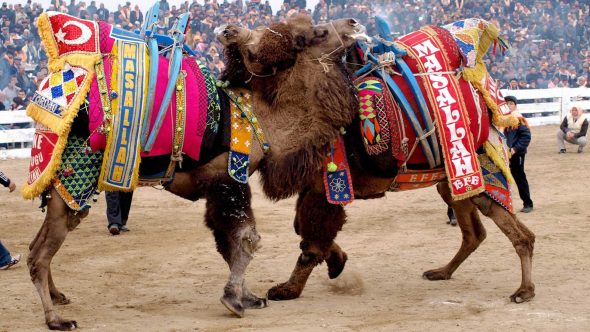 Camel Wrestling Festivals In Turkey