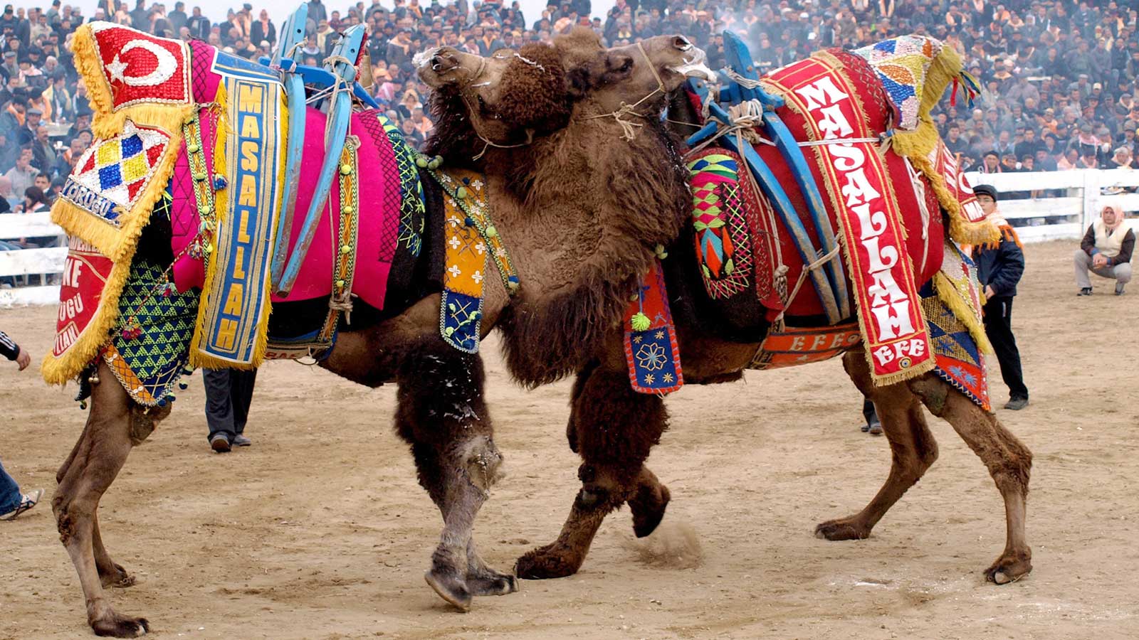 Camel Wrestling Turkey