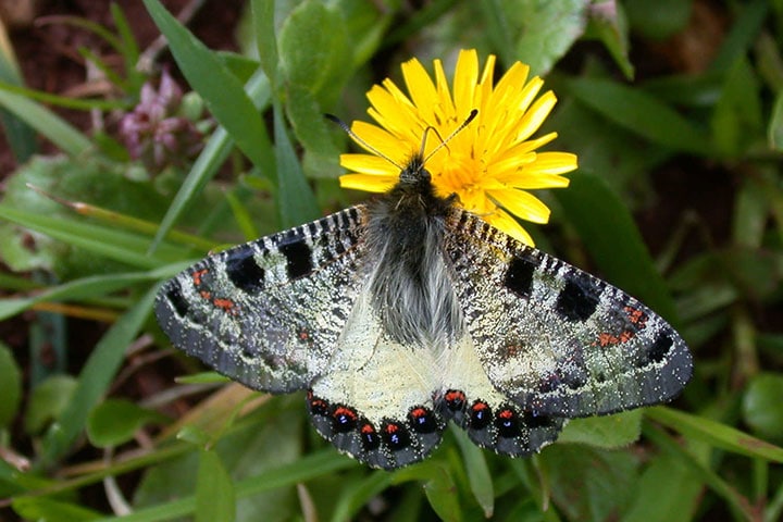 butterfly-valley-archon-apollonius