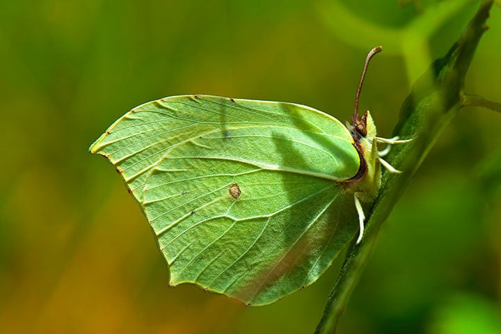 butterfly-valley-gonepteryx-rhamni