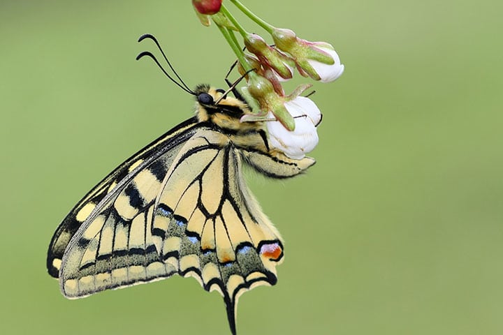 butterfly-valley-papilionidae-grama-mircea