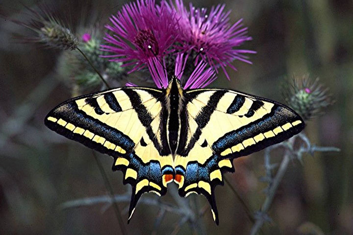rare-butterfly-alexanor