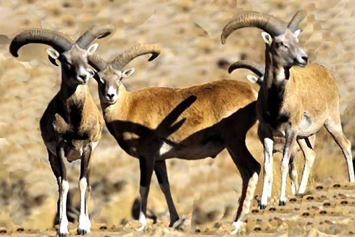 Anatolian Wild Sheep (Ovis Orientalis Anatolica Valenciennes 1856)