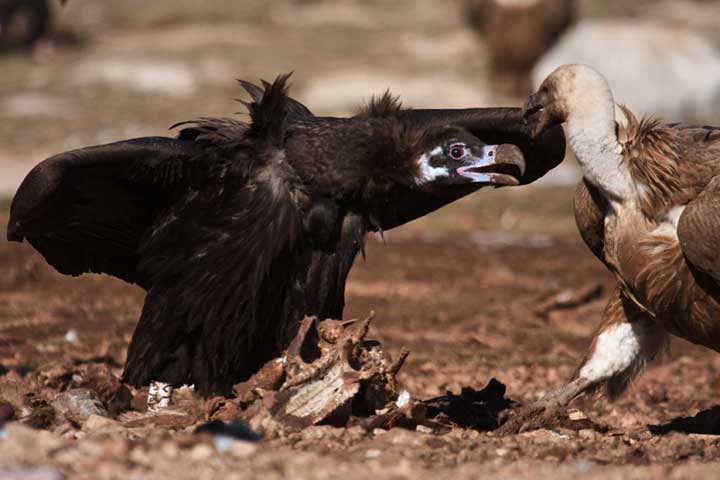 Black Vulture (Aegypius Monachus)