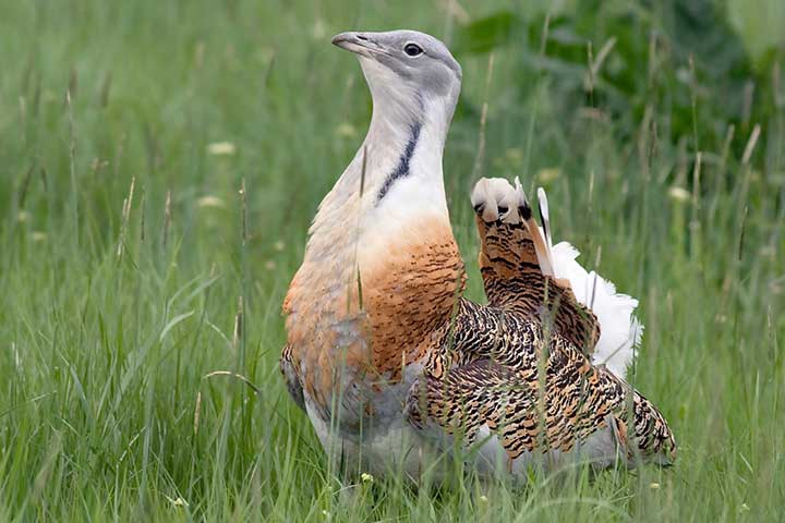 Bustard (Otis Tarda)