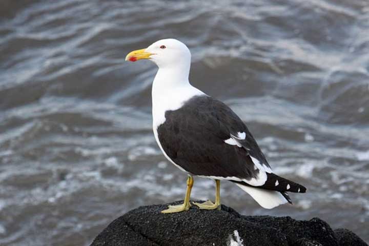 Island Gull (Larus Ovdoinii)
