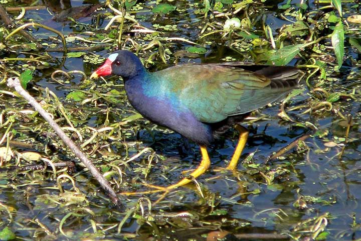 Reed Cock (Porphyria Porphyria)