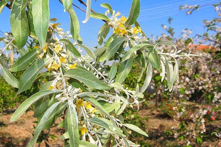 Russian Olive Flowers