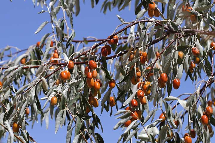 Russian Olive Tree