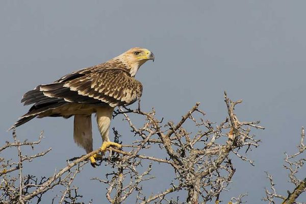 Turkish Birds in Danger