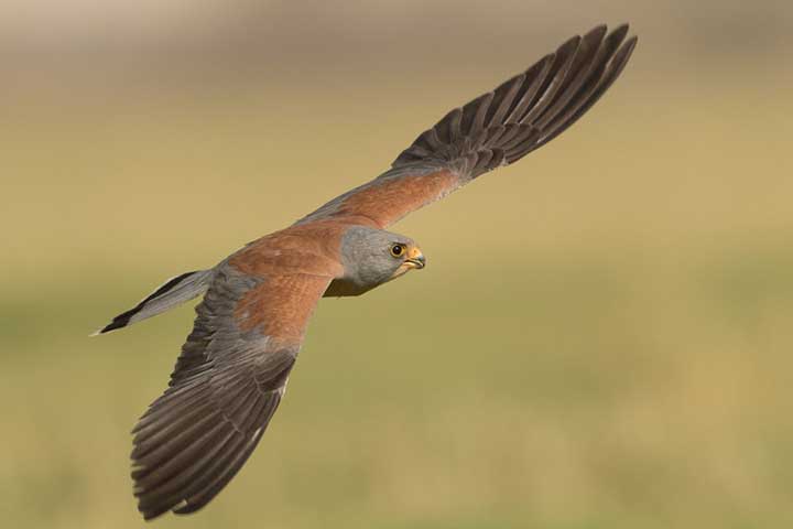 Small Kestrel (Falco Naumanni)