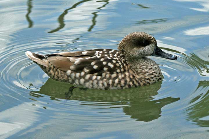 Summer Duck (Marmaronetta Angustirostris)