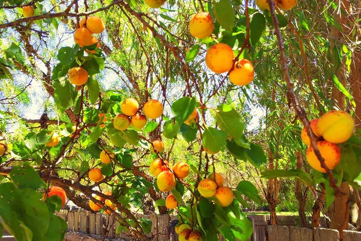 Turkish Apricots