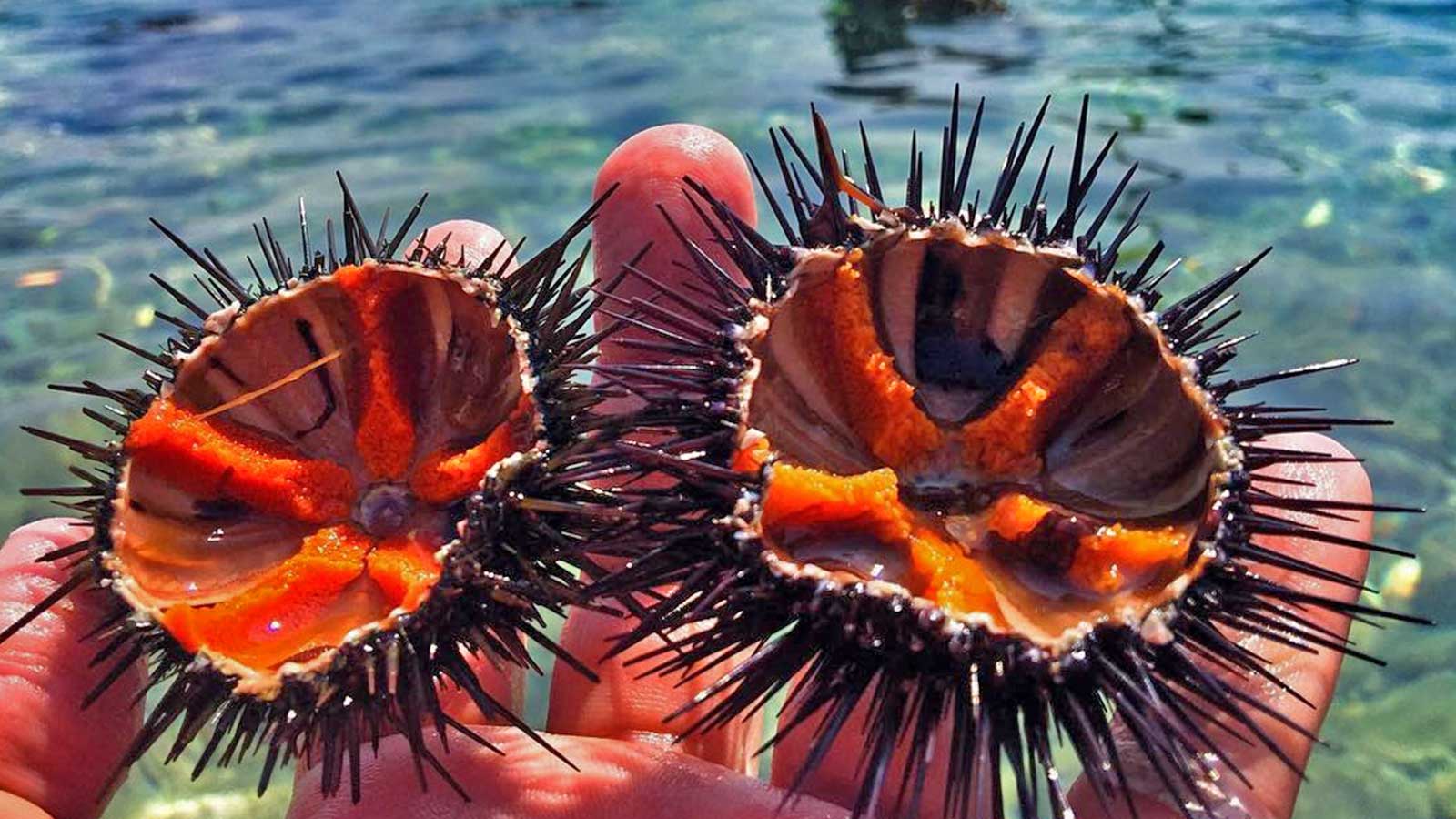 The Inside Of A Sea Urchin