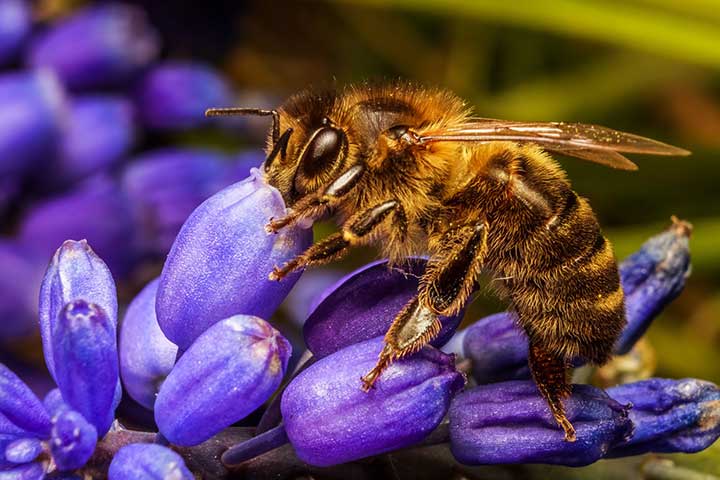 Caucasian Bee Black Sea