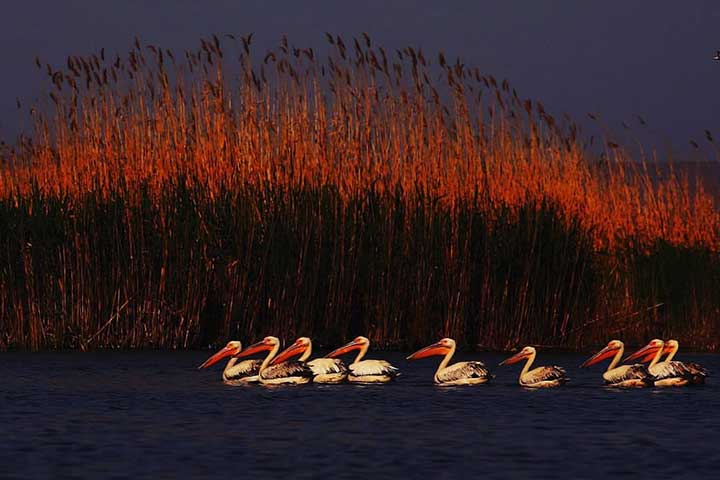 Reeds Beds Turkey Pelicans