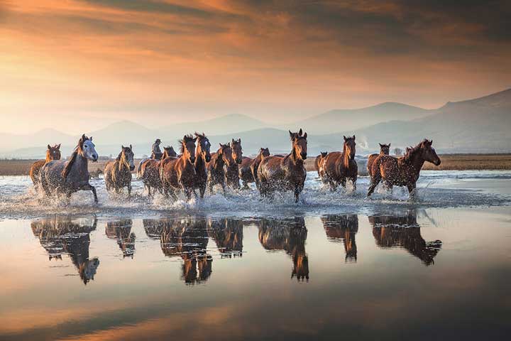 Wild Horses Cappadocia Marsh