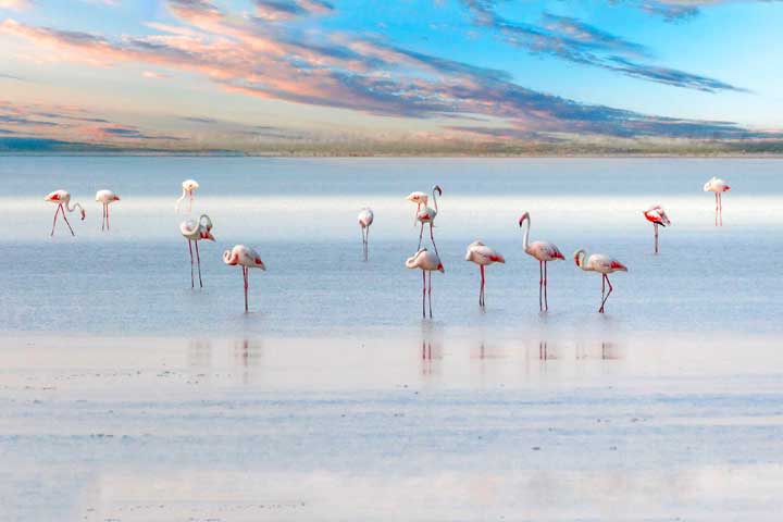 Lake Salt Turkey Flamingos