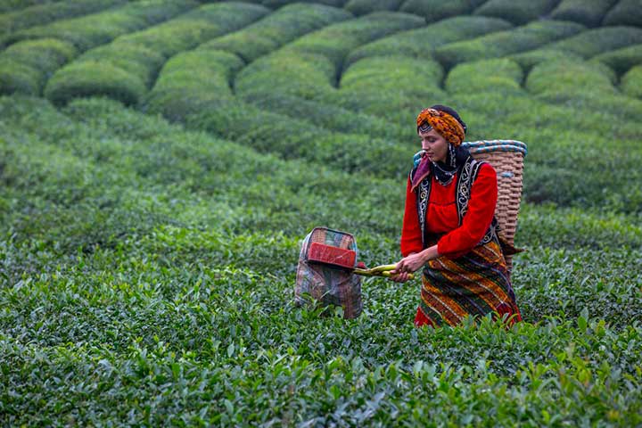 Rize Turkey Tea Collecting