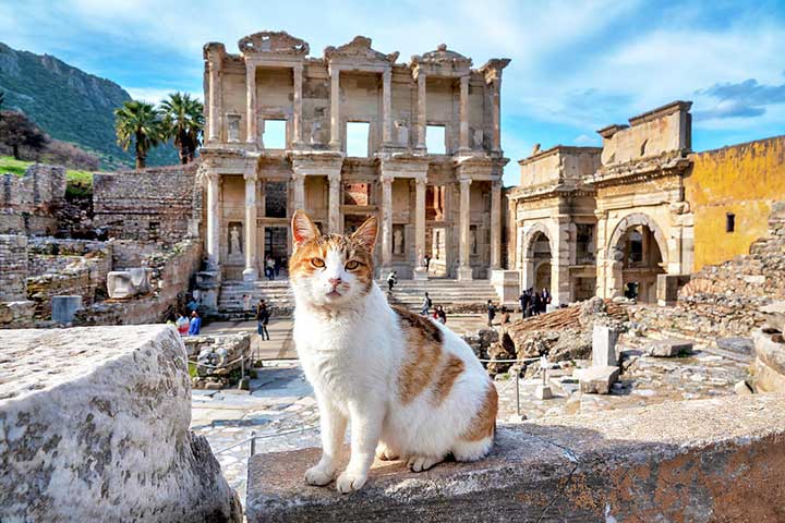 Ephesus Cats