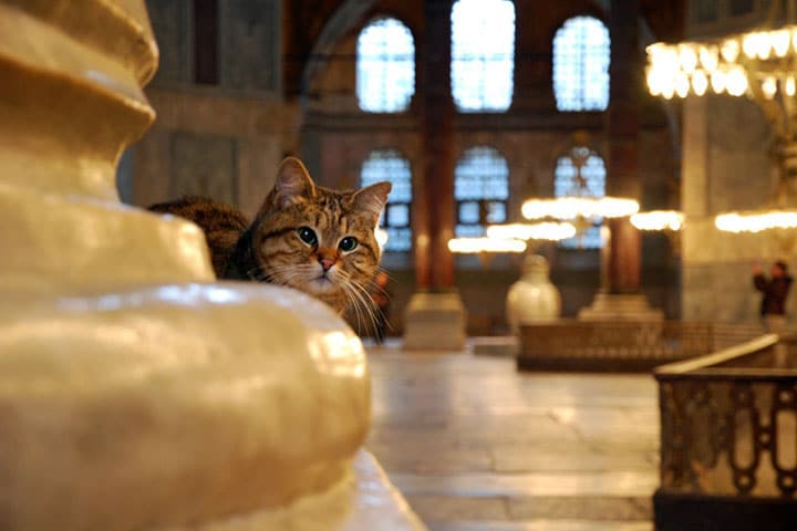 Gli: The Guardian of Hagia Sophia