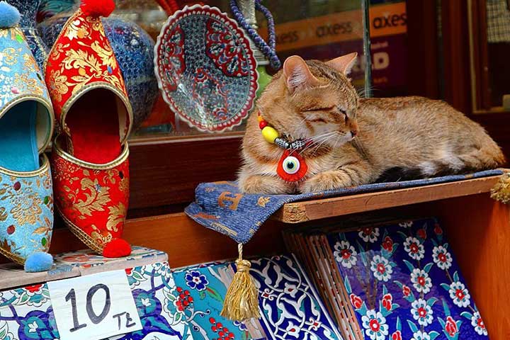 Meowza! Why Are There so Many Cats in Istanbul?