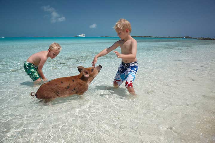 Pig Beach, Exumas, Bahamas