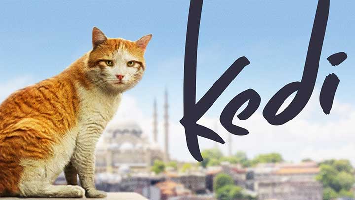 Watch Kedi Documentary